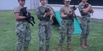 “Generación FIFA”: cachorros de la Marina se entrenan para detectar explosivos en el Mundial 2026