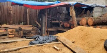 Desmantelan aserradero ilegal en Morelos; aseguran más de 16 m³ de madera