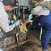 Ganaderos de EU exigen a México responder por nuevo caso de gusano barrenador en Nuevo León
