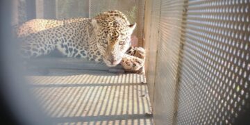 Rescata y libera Comisión de Parques ejemplar de jaguar