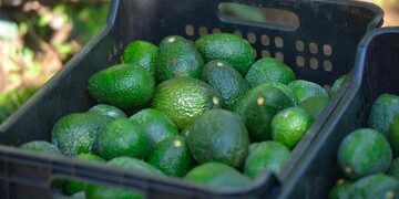 Michoacán solicita al IMPI la denominación de origen del “Aguacate Franja Michoacana”