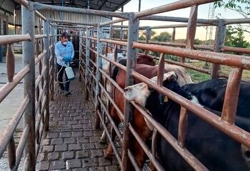 México controla el gusano barrenador y se prepara para reanudar exportación de ganado a EU