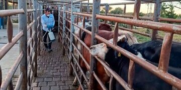 México controla el gusano barrenador y se prepara para reanudar exportación de ganado a EU