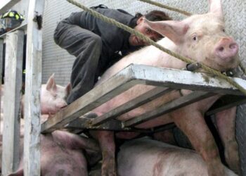 México prohíbe la entrada de carne de cerdo española tras brote de peste porcina africana