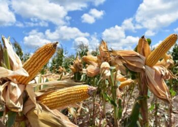 Nuevas estrategias productivas fortalecen la economía rural en Tamaulipas