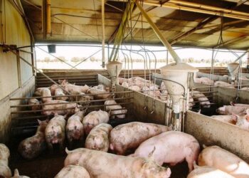 Brote de peste porcina en Cataluña provoca suspensiones internacionales de importaciones de cerdo español