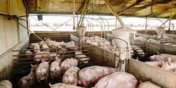 Brote de peste porcina en Cataluña provoca suspensiones internacionales de importaciones de cerdo español