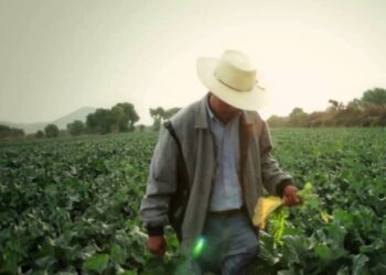 CNA llama a fortalecer al campo con productividad y reglas claras