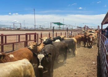 México activa emergencia nacional contra el gusano barrenador del ganado