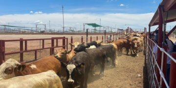 México activa emergencia nacional contra el gusano barrenador del ganado