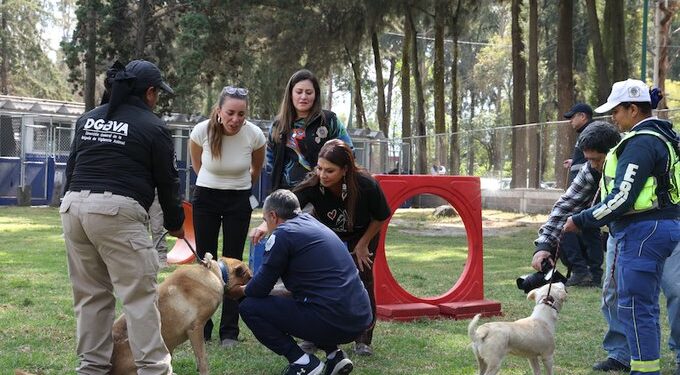 Orden judicial restituye predio al Refugio Franciscano; Fundación Haghenbeck anuncia impugnación