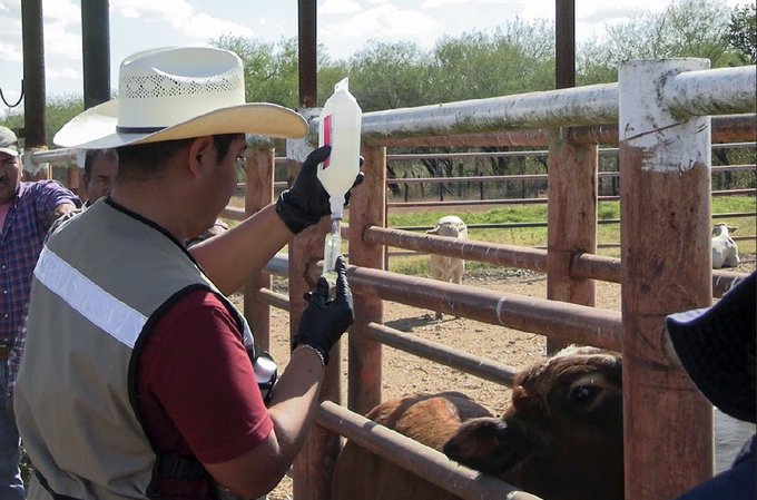 Avanza control del gusano barrenador en Tamaulipas; sureste concentra la mayoría de casos