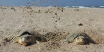 Preparan operativos en playas por arribo de tortugas durante Semana Santa