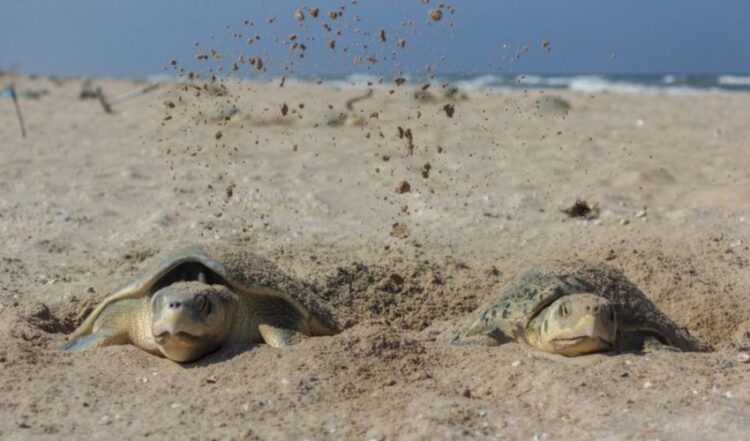 Preparan operativos en playas por arribo de tortugas durante Semana Santa