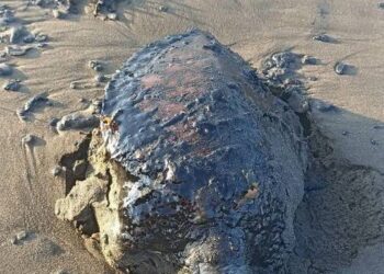 Derrame de petróleo en el sur de Veracruz impacta a comunidades indígenas y ecosistemas costeros