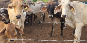 Autoridades de EU vinculan expansión del gusano barrenador con redes criminales