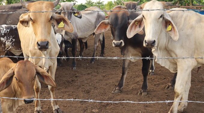 Autoridades de EU vinculan expansión del gusano barrenador con redes criminales