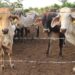 Autoridades de EU vinculan expansión del gusano barrenador con redes criminales