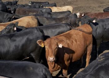 Exportaciones de ganado mexicano regresan a Estados Unidos con estrictos controles sanitarios