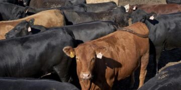 Exportaciones de ganado mexicano regresan a Estados Unidos con estrictos controles sanitarios