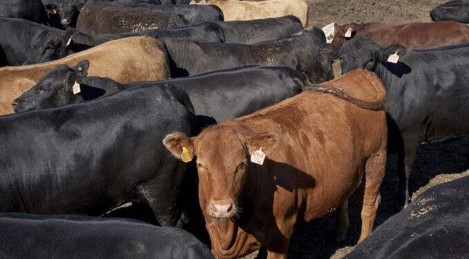 Exportaciones de ganado mexicano regresan a Estados Unidos con estrictos controles sanitarios