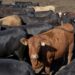 Exportaciones de ganado mexicano regresan a Estados Unidos con estrictos controles sanitarios