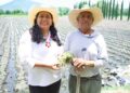 Puebla fortalece la producción de flor de cempasúchil para Día de Muertos