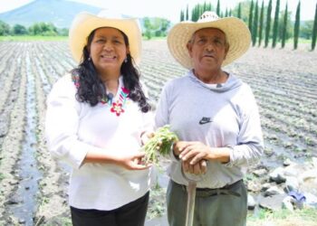 Puebla fortalece la producción de flor de cempasúchil para Día de Muertos