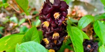 Fortalece Tamaulipas conservación de la Mariposa Monarca con participación en el Blitz Monarca 2026
