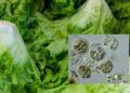 Autoridades de EU confirman dos fallecimientos por brote de Cyclospora cayetanensis