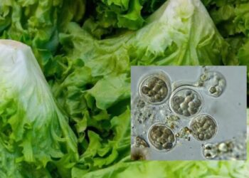 Autoridades de EU confirman dos fallecimientos por brote de Cyclospora cayetanensis