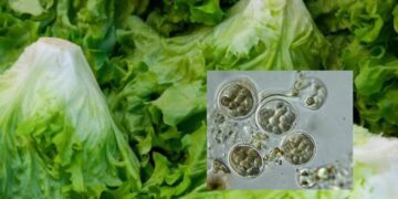 Autoridades de EU confirman dos fallecimientos por brote de Cyclospora cayetanensis