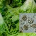 Autoridades de EU confirman dos fallecimientos por brote de Cyclospora cayetanensis