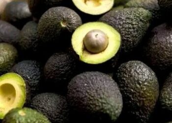 Exportaciones de aguacate de Michoacán quedan en pausa tras suspensión de inspecciones del USDA