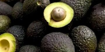 Exportaciones de aguacate de Michoacán quedan en pausa tras suspensión de inspecciones del USDA