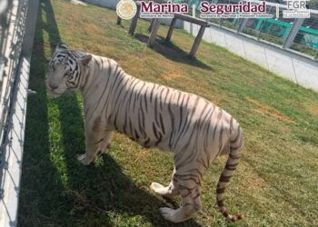 Operativo en Tamaulipas deja 135 animales exóticos asegurados y 68 mil litros de diésel decomisados