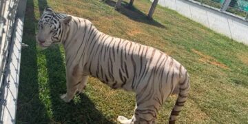 Operativo en Tamaulipas deja 135 animales exóticos asegurados y 68 mil litros de diésel decomisados