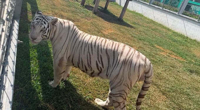 Operativo en Tamaulipas deja 135 animales exóticos asegurados y 68 mil litros de diésel decomisados