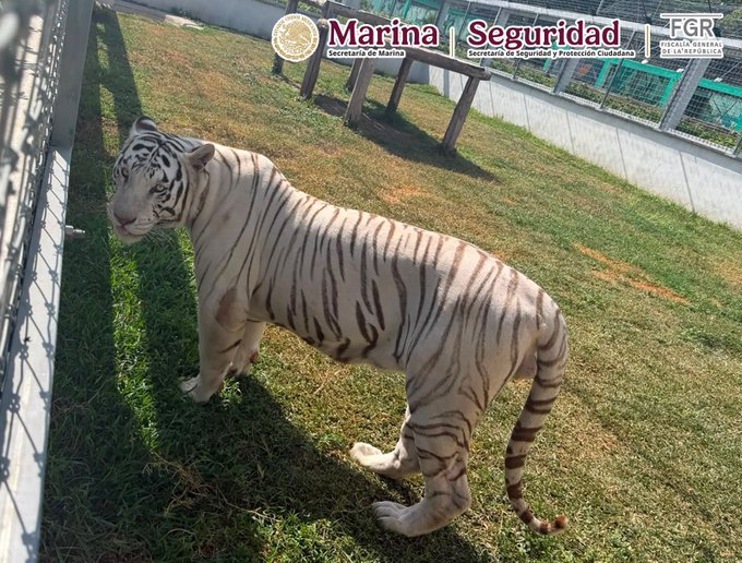 Operativo en Tamaulipas deja 135 animales exóticos asegurados y 68 mil litros de diésel decomisados