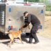 Obtienen binomios K-9 de la Guardia Estatal primeros lugares de su especialidad en certificación canina