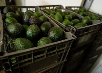 EU reabre parcialmente inspecciones de aguacate en Michoacán tras acuerdo de seguridad con México