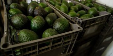 EU reabre parcialmente inspecciones de aguacate en Michoacán tras acuerdo de seguridad con México
