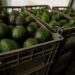 EU reabre parcialmente inspecciones de aguacate en Michoacán tras acuerdo de seguridad con México