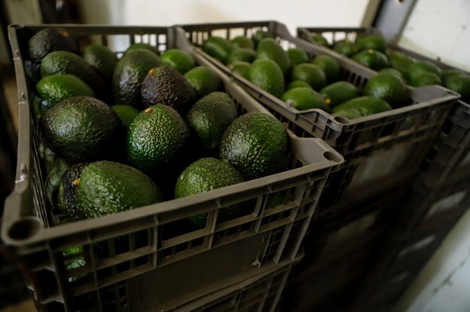 EU reabre parcialmente inspecciones de aguacate en Michoacán tras acuerdo de seguridad con México