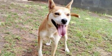 Gobierno del Estado protege a Akari ante un caso de maltrato animal