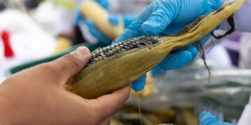 Proyecta Puebla su riqueza maicera en la Gran Elotiza Nacional