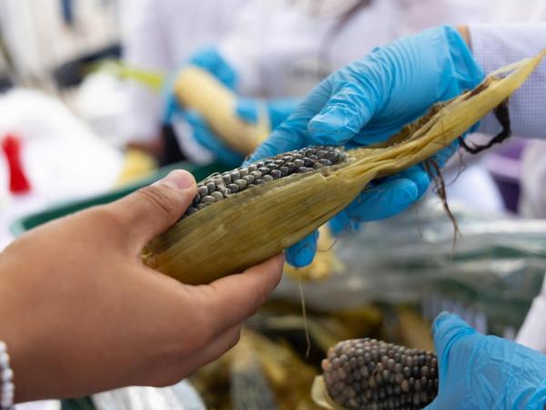 Proyecta Puebla su riqueza maicera en la Gran Elotiza Nacional
