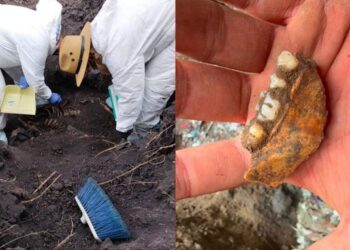 Autoridades investigan origen de mil 600 dientes de leche hallados en Zacapu, Michoacán