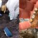 Autoridades investigan origen de mil 600 dientes de leche hallados en Zacapu, Michoacán