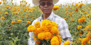 Puebla florece como principal productor de cempasúchil en México